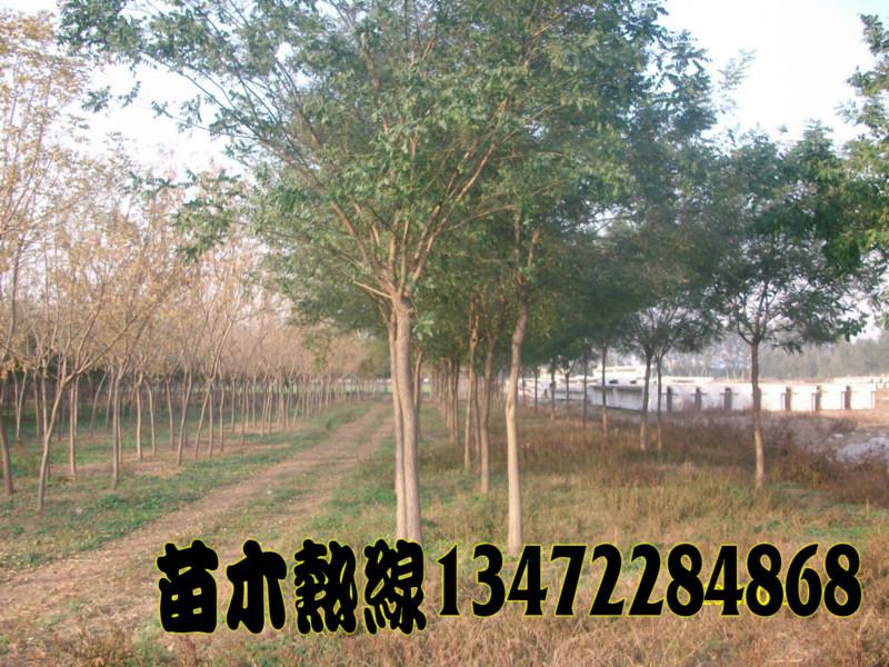供應(yīng)河北國槐批發(fā)商/國槐報價/國槐批發(fā)/國槐供應(yīng)商/國槐生產(chǎn)商