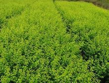 供應保定市速生柳供貨商/速生柳廠家供貨/速生柳批發(fā)商*報價