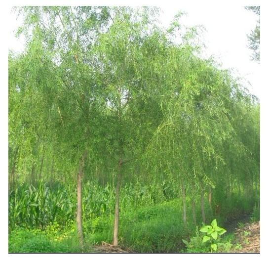 柳樹幼苗各種規(guī)格垂柳金絲柳圖片