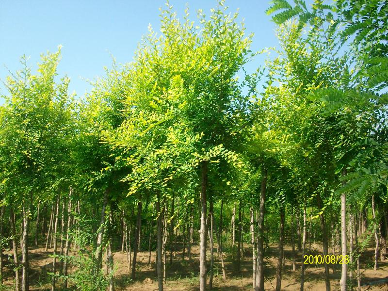 供應(yīng)保定金葉榆報(bào)價(jià)/批發(fā)金葉榆/