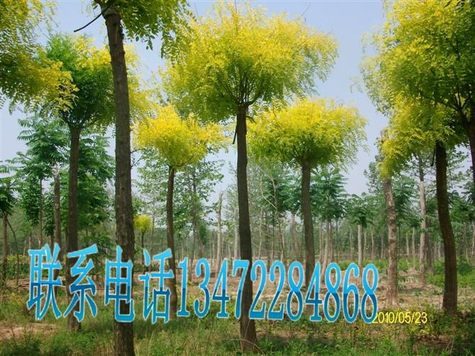 供應(yīng)河北高接金葉榆價(jià)格 廠家報(bào)價(jià)