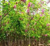 香花槐圖片/香花槐樣板圖 (4)