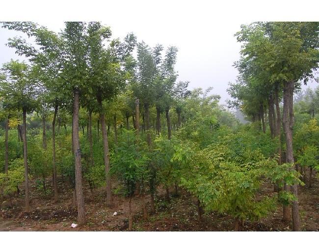 供應(yīng)河北保定國槐價格  批發(fā)國槐 供應(yīng)國槐