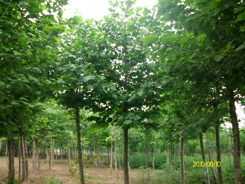 供應(yīng)北京國(guó)槐/天津國(guó)槐/河北國(guó)槐/國(guó)槐