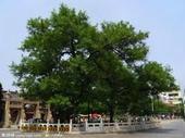 供應(yīng)河北國槐報(bào)價(jià)/國槐批發(fā)/國槐價(jià)格