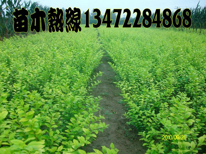 供應(yīng)北京國(guó)槐/天津國(guó)槐/河北國(guó)槐/國(guó)槐