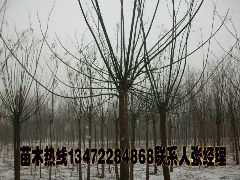 供應(yīng)河北國槐批發(fā)商/國槐報價/國槐批發(fā)/國槐供應(yīng)商/國槐生產(chǎn)商