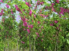 香花槐圖片/香花槐樣板圖 (3)