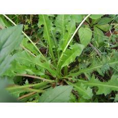 供应野菜种子野生蒲公英种子大叶蒲公英种子小叶荠菜种子野生荠菜种子图片