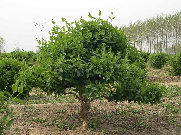 供應(yīng)臨沂金銀花苗報價