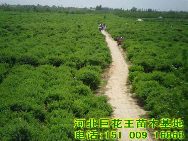 供應(yīng)臨沂金銀花苗報價