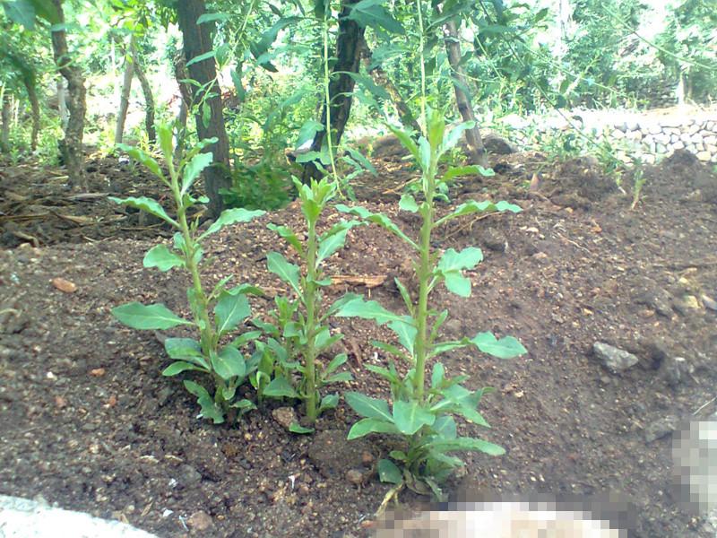 供應(yīng)枸杞子枸杞苗木廠家批發(fā)