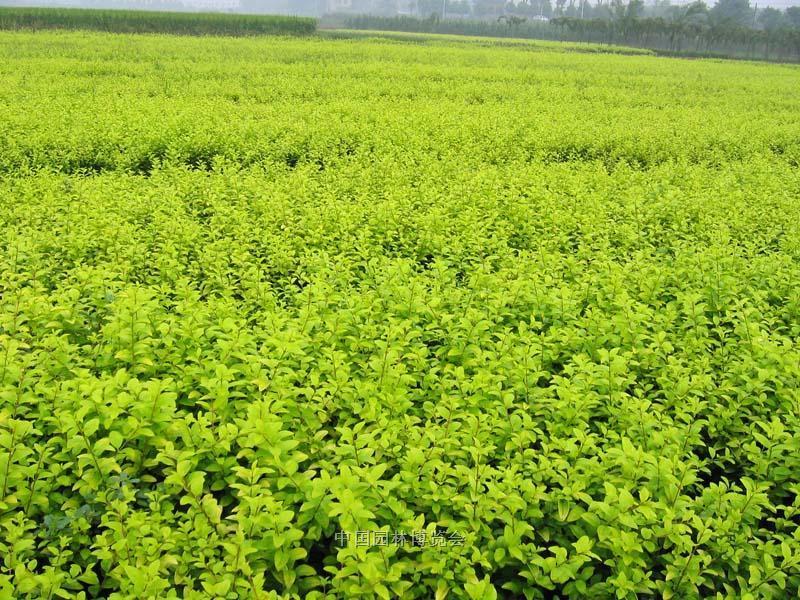 供應枸杞苗廠家批發(fā)