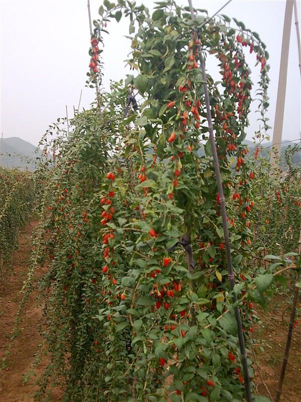 供應(yīng)枸杞子枸杞苗木廠家批發(fā)