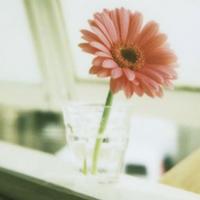 供應(yīng)蘋果醋飯后喝，夏天喝蘋果醋，蘋果醋消化