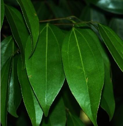 供應(yīng)福建天竺桂交易