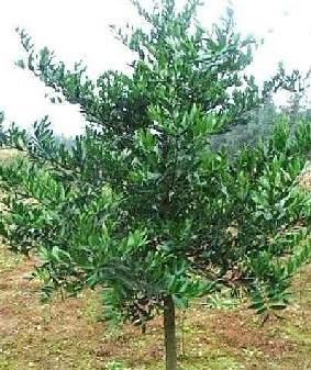 供應福建竹柏廠家/福建竹柏供應