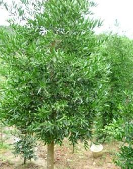 供應福建竹柏廠家/福建竹柏供應