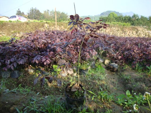 供应福建小叶竹柏生产基地