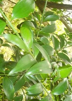 供應(yīng)福建竹柏用途/竹柏作用