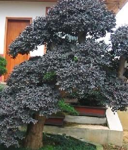 福建紅花繼木/福建紅花繼木廠商圖片