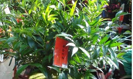 供應(yīng)福建竹柏的用途