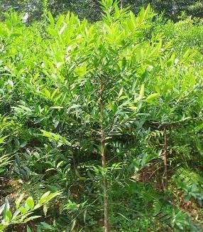 供應福建竹柏廠家/福建竹柏供應