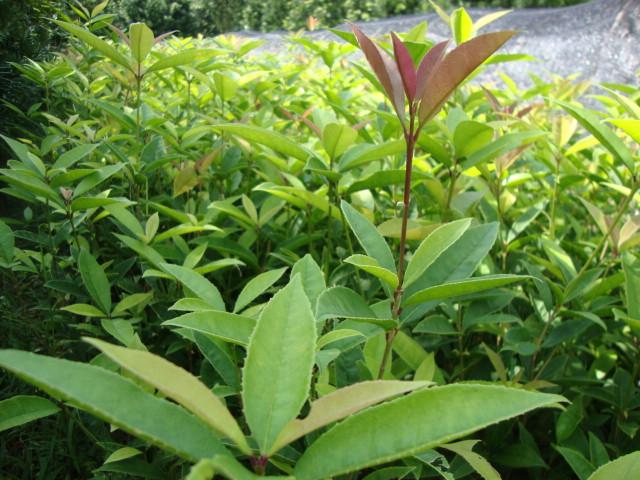 供應(yīng)天竺桂出售