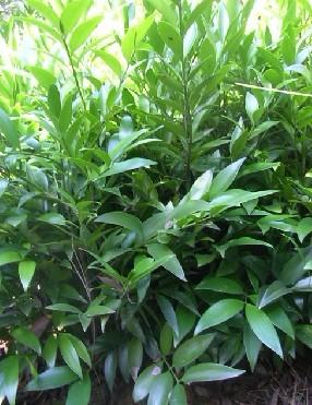 供應福建竹柏廠家/福建竹柏供應