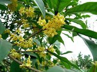 供應(yīng)福建天竺桂供應(yīng)電話