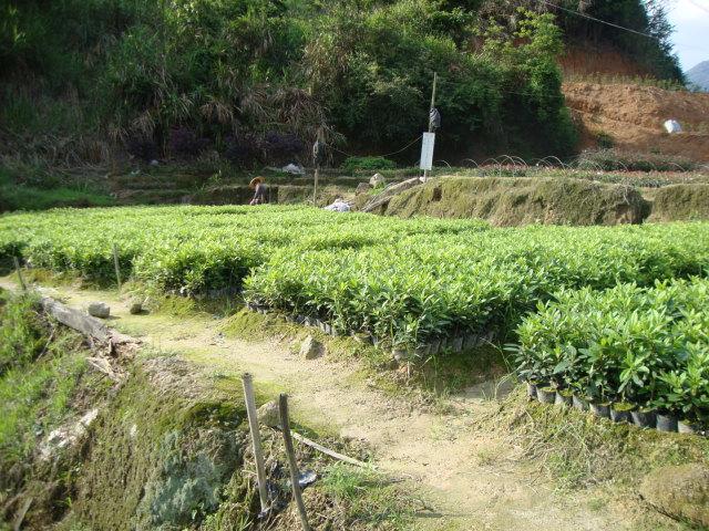 供應(yīng)福建毛杜鵑球