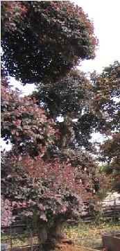 福建省紅花繼木圖片