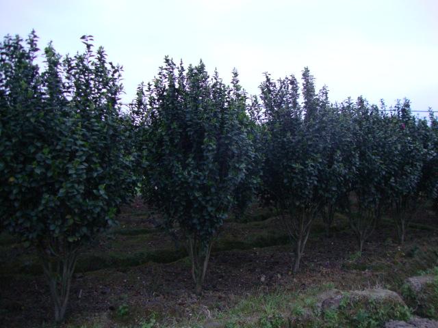 供應(yīng)福建天竺桂木場(chǎng)