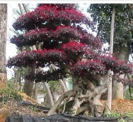 供应福建红花继木培植基地