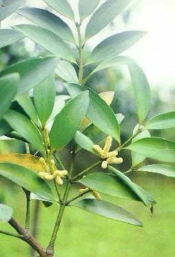 供應(yīng)福建竹柏用途/竹柏作用