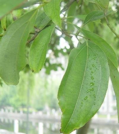 供應(yīng)福建天竺桂交易