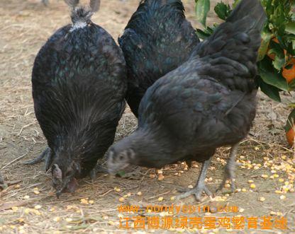 供应江苏绿壳蛋鸡苗山东芦花鸡苗纯种绿壳蛋鸡找江西博源绿壳蛋鸡繁育基地