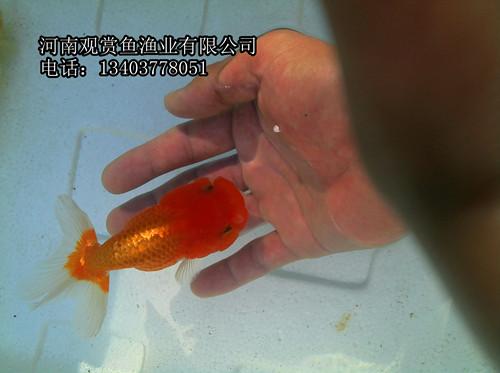 供應(yīng)壽星金魚觀賞魚