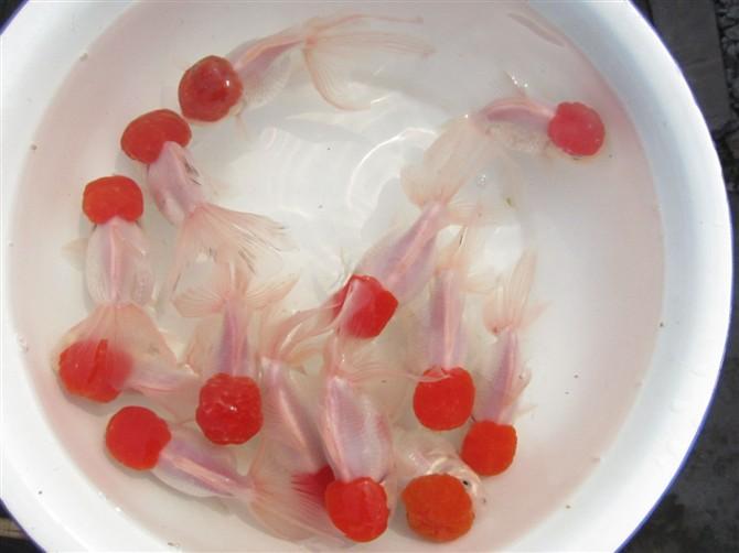鎮(zhèn)平金魚圖片/鎮(zhèn)平金魚樣板圖 (2)