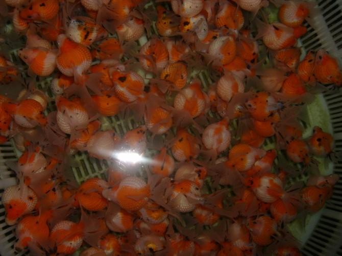 供應(yīng)各類大小品種的金魚  錦鯉  紅草