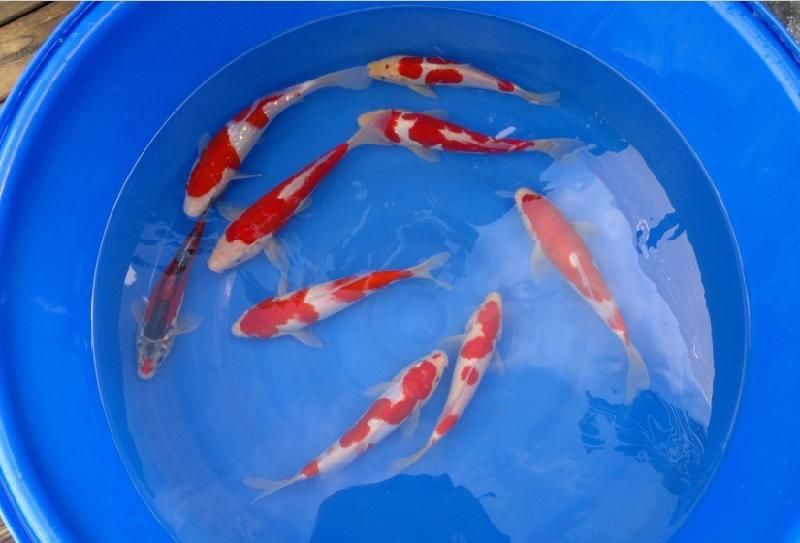 供應(yīng)批發(fā)淡水觀賞魚錦鯉