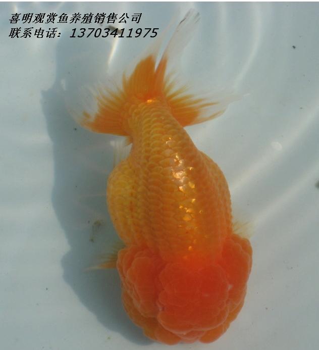供應(yīng)壽星金魚觀賞魚