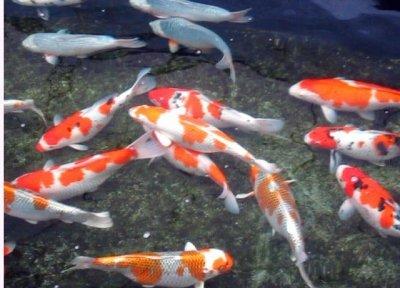 供應(yīng)中檔觀賞魚錦鯉