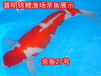 供應(yīng)春季錦鯉水花魚苗日本錦鯉水花錦鯉小苗