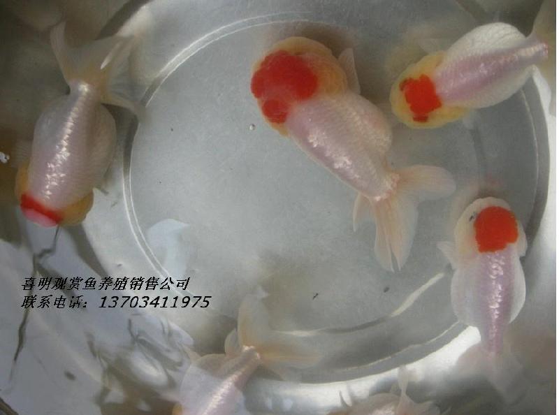 供應(yīng)壽星金魚觀賞魚