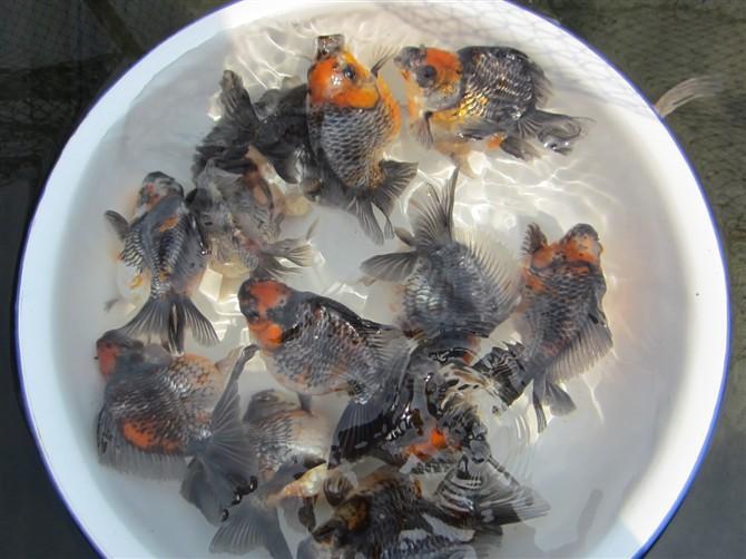 鎮(zhèn)平金魚圖片/鎮(zhèn)平金魚樣板圖 (3)