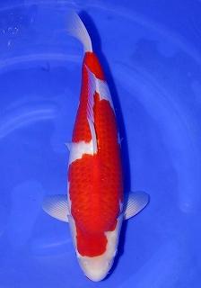 供應(yīng)春季錦鯉水花魚苗日本錦鯉水花錦鯉小苗