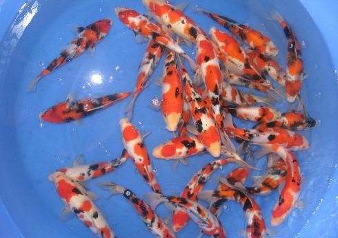 供應(yīng)昭和三色錦鯉魚苗
