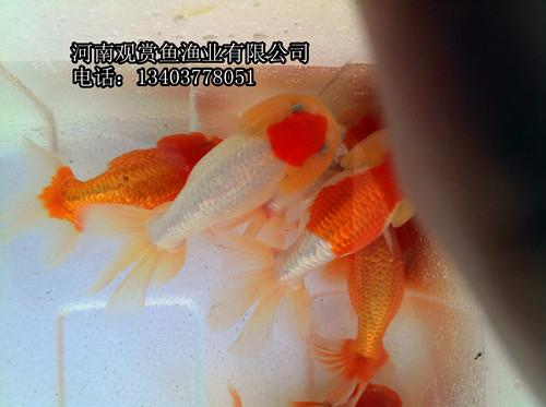 供應(yīng)壽星金魚觀賞魚