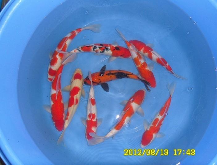 供應(yīng)批發(fā)淡水觀賞魚錦鯉